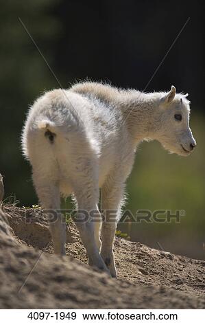 Close-up of a Mountain goat (Oreamnos americanus), Jasper National Park, Alberta, Canada View Large Photo Image Stock Photo - Close-up of a Mountain goat (Oreamnos americanus), Jasper National Park, Alberta, Canada. Fotosearch