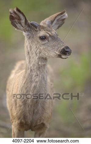 Close-up of a Mule deer (Odocoileus hemionus), Yosemite National Park, California, USA View Large Photo Image Picture - Close-up of a Mule deer (Odocoileus hemionus), Yosemite National Park, California, USA. Fotosearch
