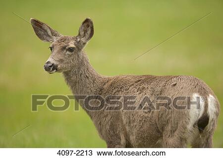 Close-up of a Mule deer (Odocoileus hemionus), Yosemite National Park, California, USA View Large Photo Image Stock Image - Close-up of a Mule deer (Odocoileus hemionus), Yosemite National Park, California, USA. Fotosearch