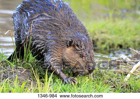 Close-up of a North American beaver (Castor canadensis) on a beaver dam near a pond, Canada View Large Photo Image Picture - Close-up of a North American beaver (Castor canadensis) on a beaver dam near a pond, Canada. Fotosearch
