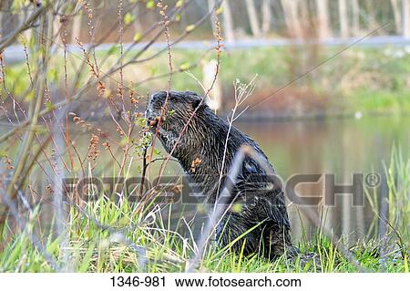 Stock Image - Close-up of a North American beaver (Castor canadensis) eating food near a pond, Canada. Fotosearch