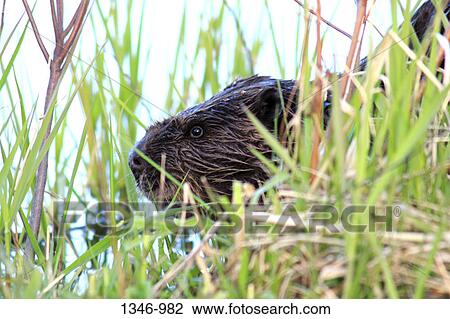 Stock Image - Close-up of a North American beaver (Castor canadensis) near a pond, Canada. Fotosearch