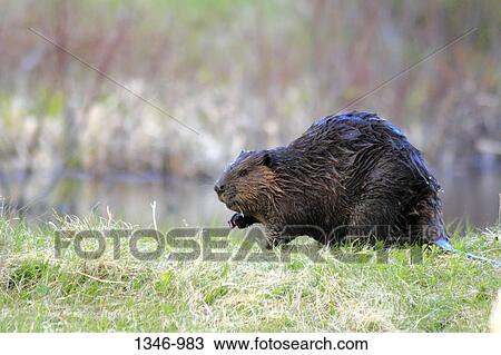 Close-up of a North American beaver (Castor canadensis) near a pond, Canada View Large Photo Image Stock Image - Close-up of a North American beaver (Castor canadensis) near a pond, Canada. Fotosearch