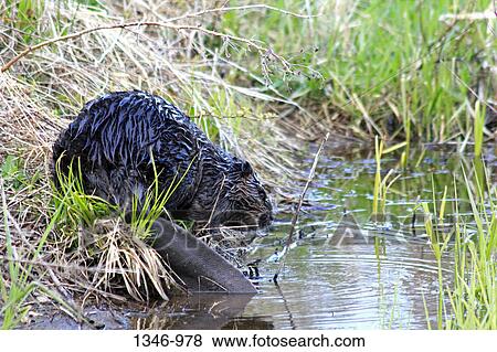 Close-up of a North American beaver (Castor canadensis) near a pond, Canada View Large Photo Image Stock Photo - Close-up of a North American beaver (Castor canadensis) near a pond, Canada. Fotosearch