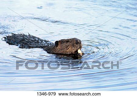 Close-up of a North American beaver (Castor canadensis) eating food in a pond, Canada View Large Photo Image Stock Photo - Close-up of a North American beaver (Castor canadensis) eating food in a pond, Canada. Fotosearch