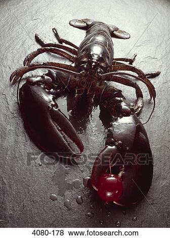 Stock Photo - Close-up of a Northern lobster (Homarus americanus). Fotosearch
