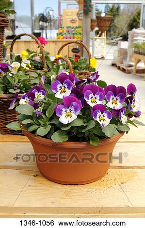 Close-up of a pot of pansy flowers View Large Photo Image Stock Photograph - Close-up of a pot of pansy flowers. Fotosearch