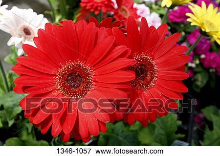 Close-up of a red Aster flower View Large Photo Image Stock Photo - Close-up of a red Aster flower. Fotosearch