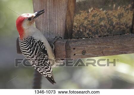 Stock Image - Close-up of a Red Bellied Woodpecker (Melanerpes carolinus) perching on a birdhouse. Fotosearch