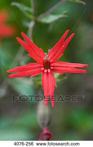 Close-up of a red flower, North Carolina, USA View Large Photo Image Stock Photograph - Close-up of a red flower, North Carolina, USA. Fotosearch