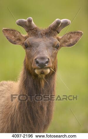 Close-up of a Roosevelt elk (Cervus canadensis roosevelti), Redwood National Park, California, USA View Large Photo Image Stock Photograph - Close-up of a Roosevelt elk (Cervus canadensis roosevelti), Redwood National Park, California, USA. Fotosearch