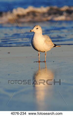 Picture - Close-up of a seagull on the beach, Florida, USA. Fotosearch