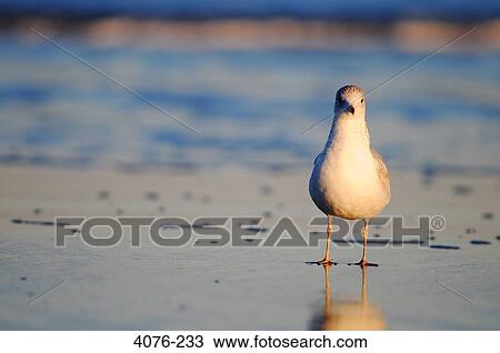 Close-up of a seagull on the beach, Florida, USA View Large Photo Image Stock Image - Close-up of a seagull on the beach, Florida, USA. Fotosearch