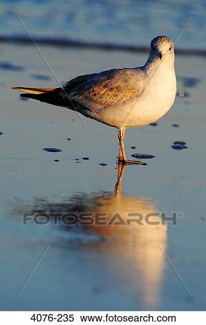 Close-up of a seagull on the beach, Florida, USA View Large Photo Image Stock Photography - Close-up of a seagull on the beach, Florida, USA. Fotosearch