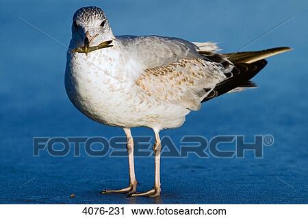 Stock Image - Close-up of a seagull with catch in its beak, Florida, USA. Fotosearch