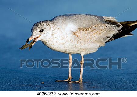 Stock Image - Close-up of a seagull with catch in its beak, Florida, USA. Fotosearch