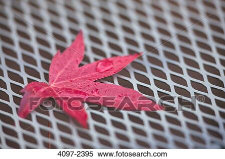 Close-up of a sweet gum leaf, Saanich Peninsula, Victoria, Vancouver Island, British Columbia, Canada View Large Photo Image Stock Photography - Close-up of a sweet gum leaf, Saanich Peninsula, Victoria, Vancouver Island, British Columbia, Canada. Fotosearch