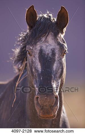 Close-up of a wild horse, Monument Valley, Arizona-Utah, USA View Large Photo Image Stock Photo - Close-up of a wild horse, Monument Valley, Arizona-Utah, USA. Fotosearch