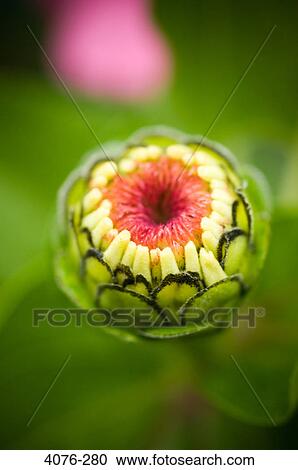 Stock Image - Close-up of a wildflower. Fotosearch