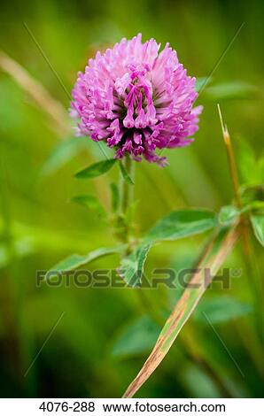 Close-up of a wildflower View Large Photo Image Stock Photo - Close-up of a wildflower. Fotosearch