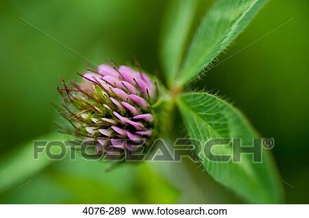 Stock Photo - Close-up of a wildflower. Fotosearch