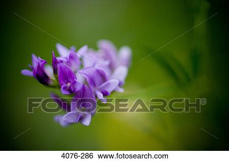 Close-up of a wildflowers View Large Photo Image Stock Photograph - Close-up of a wildflowers. Fotosearch