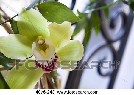 Close-up of an orchid bud View Large Photo Image Stock Image - Close-up of an orchid bud. Fotosearch