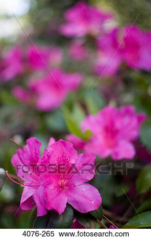 Close-up of Azalea flowers View Large Photo Image Stock Photography - Close-up of Azalea flowers. Fotosearch