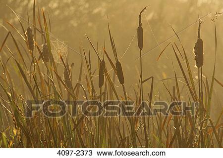 Stock Image - Close-up of Cattails (Typha latifolia), Swan Lake, Swan Lake Nature Sanctuary, Saanich, Victoria, Vancouver Island, British Columbia, Canada. Fotosearch