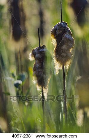 Stock Image - Close-up of Cattails (Typha latifolia), Swan Lake, Swan Lake Nature Sanctuary, Saanich, Victoria, Vancouver Island, British Columbia, Canada. Fotosearch