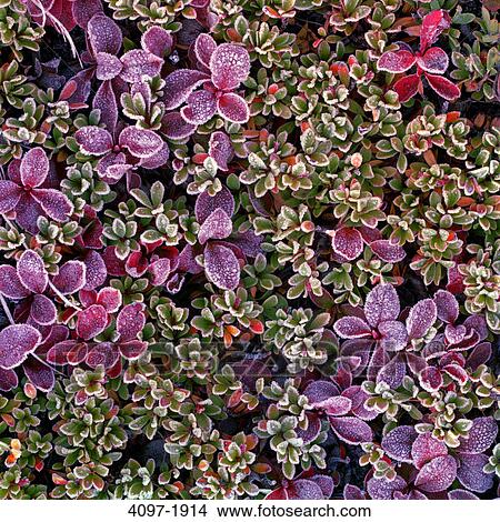 Close-up of flowers, Jasper National Park, Alberta, Canada View Large Photo Image Picture - Close-up of flowers, Jasper National Park, Alberta, Canada. Fotosearch