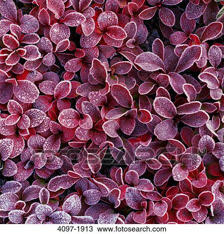 Stock Image - Close-up of flowers, Jasper National Park, Alberta, Canada. Fotosearch