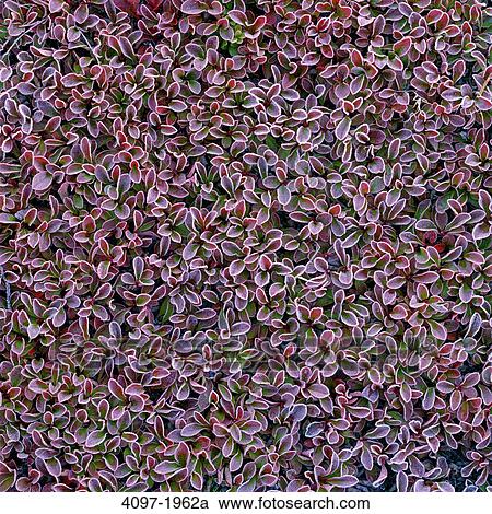 Close-up of flowers, Jasper National Park, Alberta, Canada View Large Photo Image Stock Image - Close-up of flowers, Jasper National Park, Alberta, Canada. Fotosearch