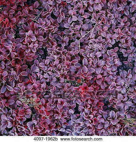 Close-up of flowers, Jasper National Park, Alberta, Canada View Large Photo Image Stock Image - Close-up of flowers, Jasper National Park, Alberta, Canada. Fotosearch