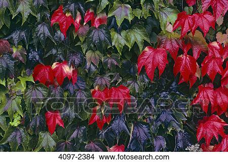 Picture - Close-up of maple leaves in autumn, Vancouver Island, British Columbia, Canada. Fotosearch