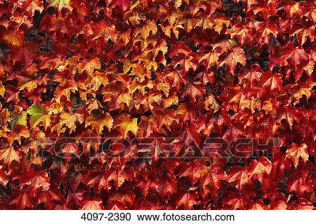 Close-up of maple leaves in autumn, Vancouver Island, British Columbia, Canada View Large Photo Image Stock Image - Close-up of maple leaves in autumn, Vancouver Island, British Columbia, Canada. Fotosearch