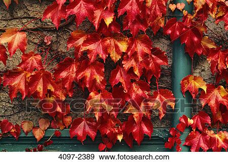 Close-up of maple leaves in autumn, Vancouver Island, British Columbia, Canada View Large Photo Image Stock Photo - Close-up of maple leaves in autumn, Vancouver Island, British Columbia, Canada. Fotosearch