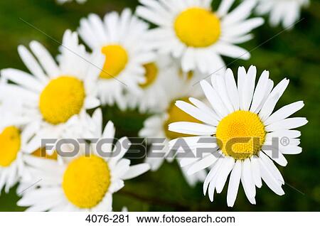 Close-up of Oxeye daisy (Leucanthemum vulgare) flowers View Large Photo Image Stock Image - Close-up of Oxeye daisy (Leucanthemum vulgare) flowers. Fotosearch