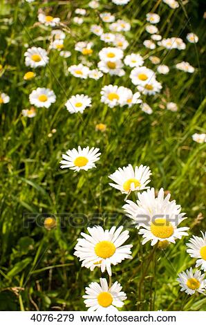 Close-up of Oxeye daisy (Leucanthemum vulgare) flowers View Large Photo Image Stock Photo - Close-up of Oxeye daisy (Leucanthemum vulgare) flowers. Fotosearch