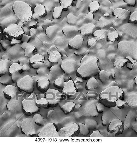 Close-up of snow covered rocks, Athabasca River, Jasper National Park, Alberta, Canada View Large Photo Image Stock Photo - Close-up of snow covered rocks, Athabasca River, Jasper National Park, Alberta, Canada. Fotosearch