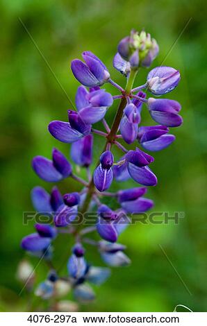 Close-up of Sundial lupines (Lupinus perennis) View Large Photo Image Stock Image - Close-up of Sundial lupines (Lupinus perennis). Fotosearch