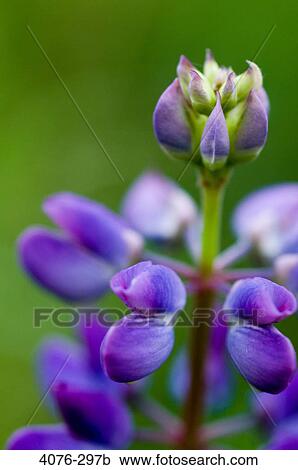 Close-up of Sundial lupines (Lupinus perennis) View Large Photo Image Stock Image - Close-up of Sundial lupines (Lupinus perennis). Fotosearch