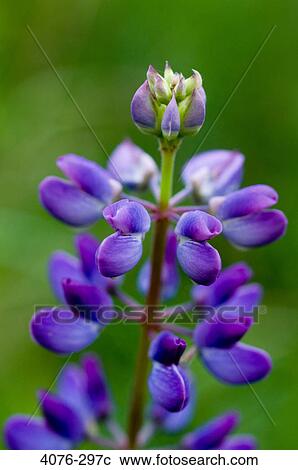 Close-up of Sundial lupines (Lupinus perennis) View Large Photo Image Stock Image - Close-up of Sundial lupines (Lupinus perennis). Fotosearch
