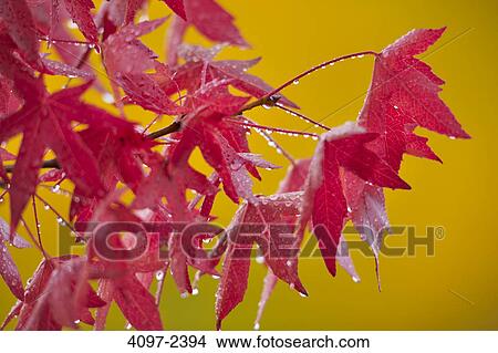 Picture - Close-up of sweet gum leaves in autumn, Saanich Peninsula, Victoria, Vancouver Island, British Columbia, Canada. Fotosearch