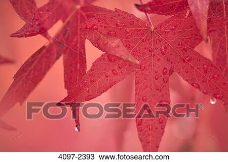 Stock Image - Close-up of sweet gum leaves in autumn, Saanich Peninsula, Victoria, Vancouver Island, British Columbia, Canada. Fotosearch