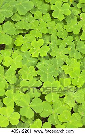 Close-up of three-leaf clovers, Redwood National Park, California, USA View Large Photo Image Stock Image - Close-up of three-leaf clovers, Redwood National Park, California, USA. Fotosearch