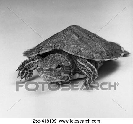 Stock Photo - Close up of turtle. Fotosearch