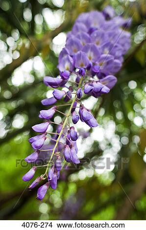 Close-up of Wisteria flowers View Large Photo Image Picture - Close-up of Wisteria flowers. Fotosearch