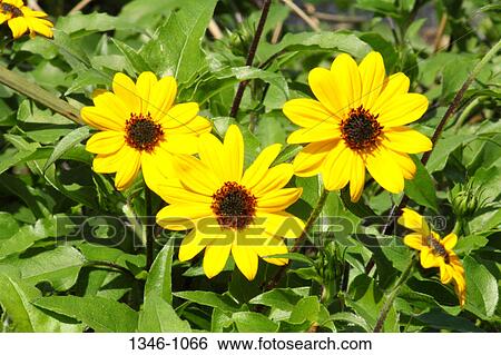 Close-up of yellow Aster flowers View Large Photo Image Stock Photograph - Close-up of yellow Aster flowers. Fotosearch