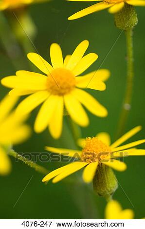 Close-up of yellow Daisies, North Carolina, USA View Large Photo Image Stock Photo - Close-up of yellow Daisies, North Carolina, USA. Fotosearch